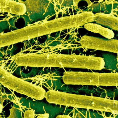 Lactobacillus acidophilus