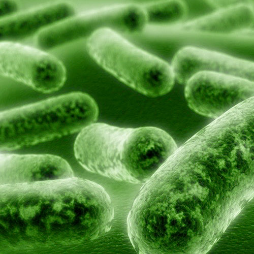 Lactobacillus plantarum