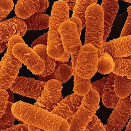 Lactobacillus salivarius