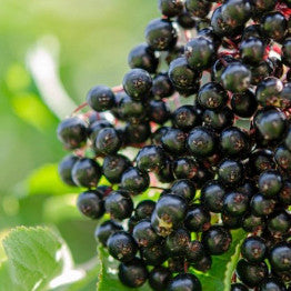 Elderberry and Echinacea