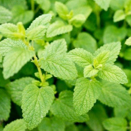 Lemon Balm