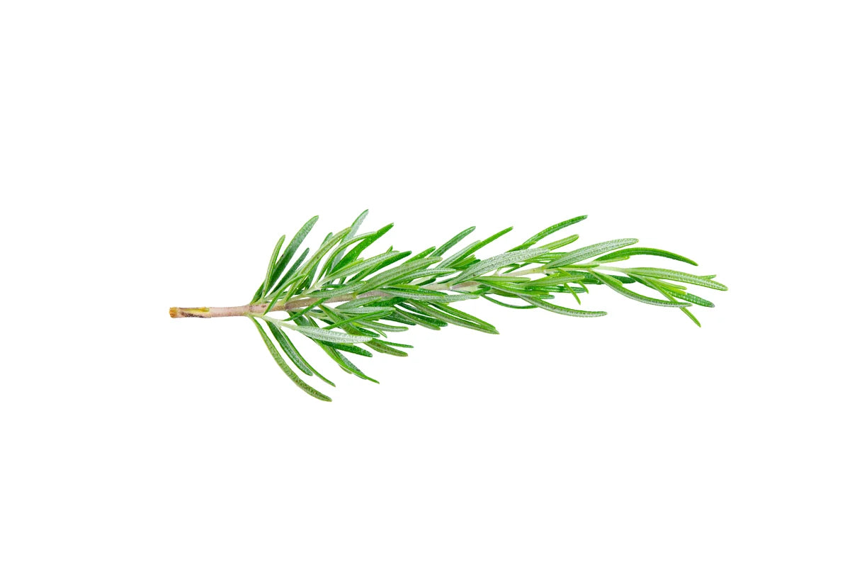Paratrex II Rosemary Oil Extract