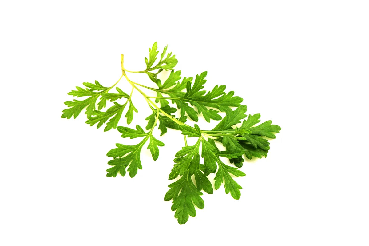 Paratrex II Wildcrafted Wormwood