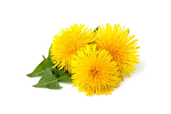 Three yellow dandelions with green leaves on a white background