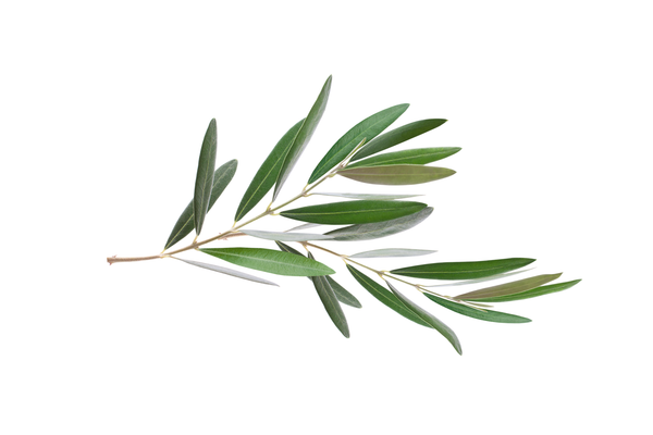Green olive branch on a white background