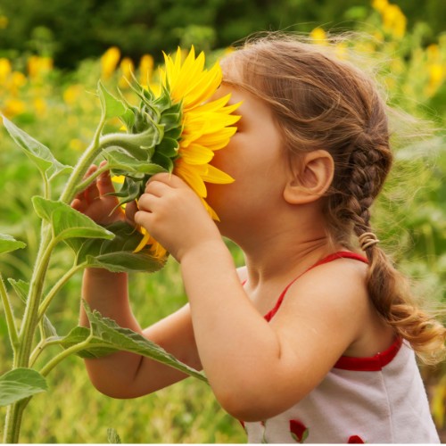 Young girl smelling a sunflower