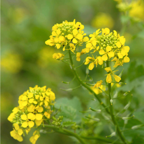 Mustard Flower